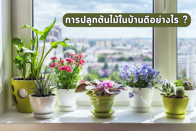 การปลูกต้นไม้ในบ้านดีอย่างไร ?