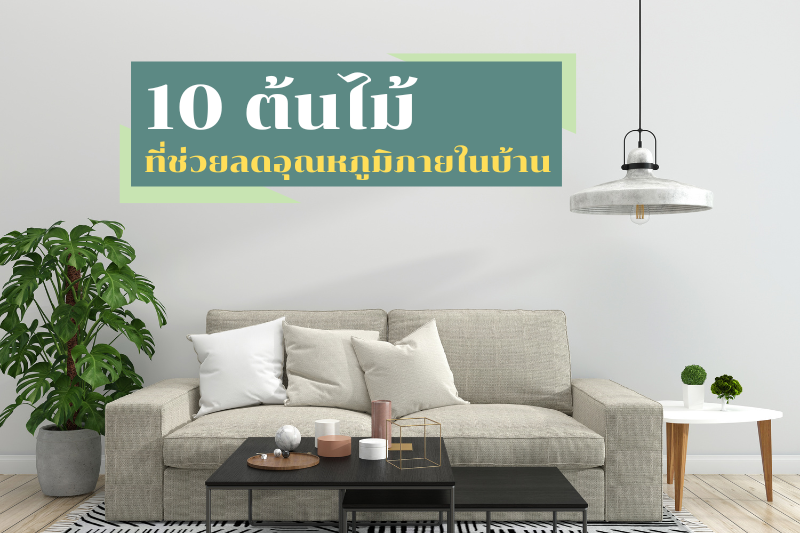 10ต้นไม้ที่ช่วยลดอุณหภูมิภายในบ้าน